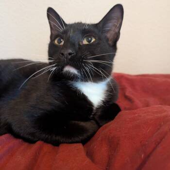 Domestic Short Hair Cats Available for Adoption in Boerne, Texas - Lemon Head | PetCurious