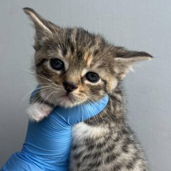 Domestic Short Hair Cats Available for Adoption in Chesapeake, Virginia - River Valley | PetCurious