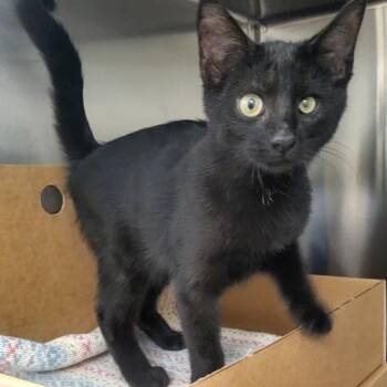 Fabian -  Domestic Short Hair Cat for Adoption - Fabian | PetCurious