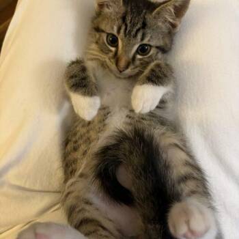 Tilapia -  Tabby Cat for Adoption in Knoxville, Tennessee - Tilapia | PetCurious