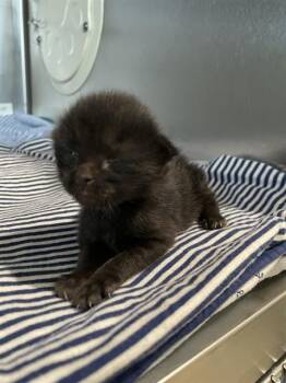 Domestic Short Hair Cats Available for Adoption - VELVET | PetCurious