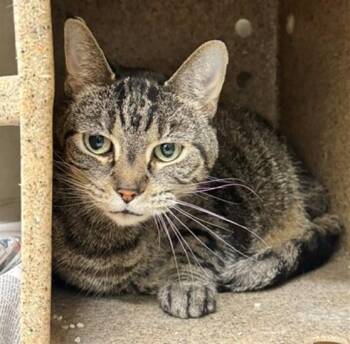 MARTHA -  Domestic Short Hair Cat for Adoption in Anchorage, Alaska - MARTHA | PetCurious