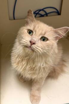 Cindy -  Domestic Short Hair Cat for Adoption in Walled Lake, Michigan - Cindy | PetCurious