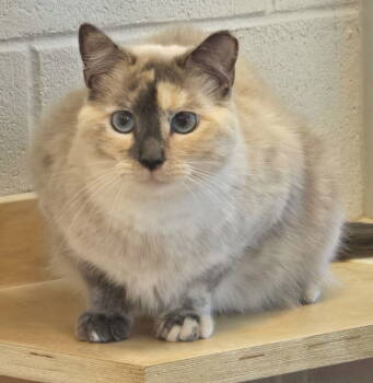 Rescue Siamese and Domestic Long Hair Cats for Adoption in Holbrook, New York - ANGELINA | PetCurious