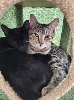 Carter & Tucker -  American Shorthair Cat for Adoption in Bonaire, Georgia - Carter & Tucker | PetCurious