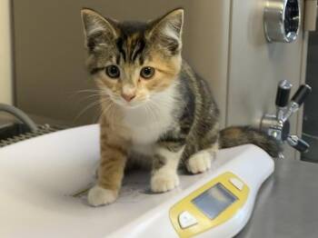 Domestic Short Hair Cats Available for Adoption - A252494 | PetCurious