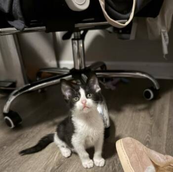 THEODORE -  Domestic Short Hair Cat for Adoption in Charlotte, North Carolina - THEODORE | PetCurious