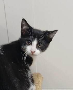 Domestic Short Hair Cats Available for Adoption in Bay City, Michigan - Nate Catt | PetCurious