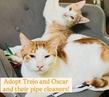Oscar & Trejo -  American Shorthair Cat for Adoption in Los Angeles, California - Oscar & Trejo | PetCurious