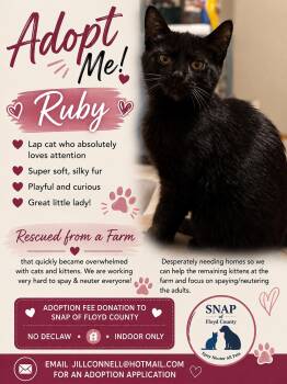 Ruby -  Domestic Short Hair Cat for Adoption in Charles City, Iowa - Ruby | PetCurious
