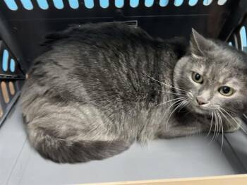 Domestic Short Hair Cats Available for Adoption in Rowlett, Texas - CRICKET | PetCurious