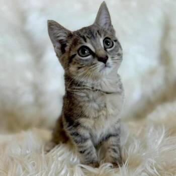 Rescue Domestic Short Hair Cats for Adoption in Hamilton, Ontario - Gwen - A Playful Lovebug | PetCurious