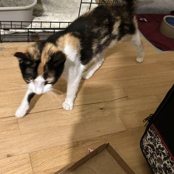 Rescue Domestic Short Hair Cats for Adoption in Farmington, Michigan - Kiwi | PetCurious