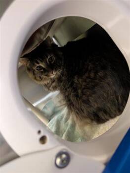 Zeus -  Domestic Medium Hair and Domestic Short Hair Cat for Adoption in Montreal, Quebec - Zeus | PetCurious