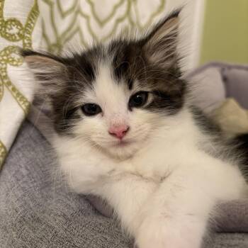 Daisy -  Domestic Long Hair and Tabby Cat for Adoption in Rochester Hills, Michigan - Daisy | PetCurious