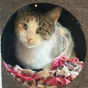 Rescue Domestic Short Hair Cats for Adoption in Tucson, Arizona - Lilah | PetCurious