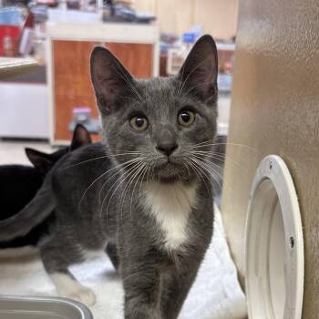 Domestic Short Hair Cats Available for Adoption in Sonora, California - Sage | PetCurious