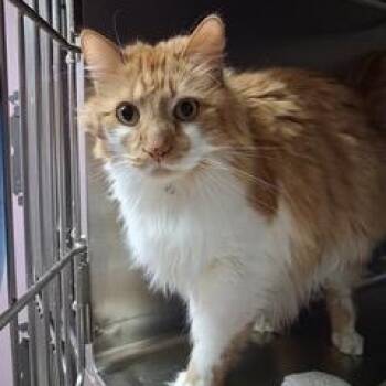 Domestic Long Hair Cats Available for Adoption - Marvin | PetCurious