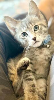 Domestic Short Hair Cats Available for Adoption in Chicago, Illinois - Pebble | PetCurious