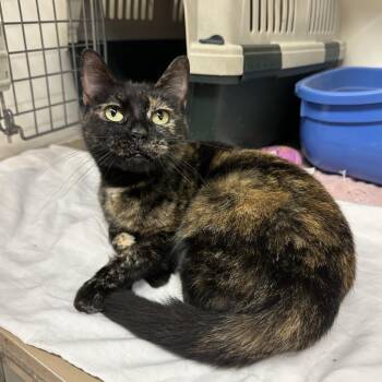 Tori -  Domestic Short Hair Cat for Adoption in Chicago, Illinois - Tori | PetCurious
