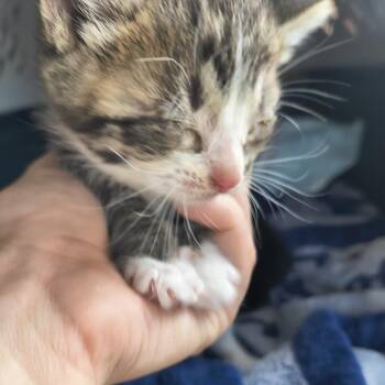 Frodo -  Domestic Medium Hair Cat for Adoption in Moses Lake, Washington - Frodo | PetCurious