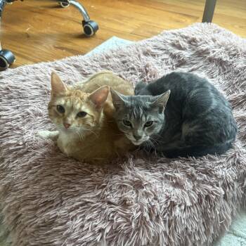 Rescue Domestic Short Hair Cats for Adoption in Thomaston, Connecticut - Oliver & Cooper | PetCurious