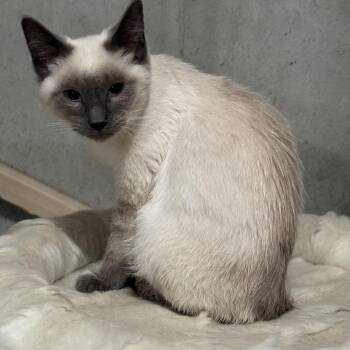 Siamese Cats Available for Adoption in Lee