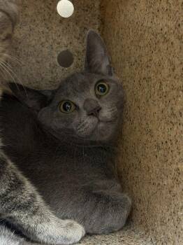 Cole Slaw -  Domestic Short Hair Cat for Adoption in Raleigh, North Carolina - Cole Slaw | PetCurious