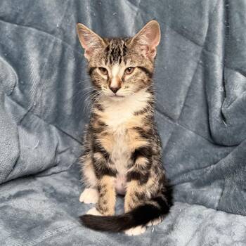 Iggy -  Domestic Short Hair Cat for Adoption in Ashland, Oregon - Iggy | PetCurious