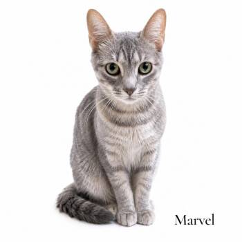 Marvel -  Domestic Short Hair Cat Available for Adoption in Stevensville, Michigan - Marvel | PetCurious
