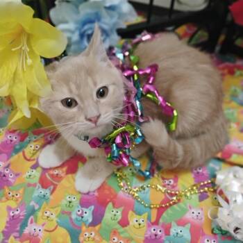 Domestic Short Hair Cats Available for Adoption - Nova Lite Org/wh 2.5lbs F All Ages/sweetheart | PetCurious