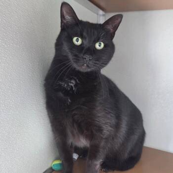 Domestic Short Hair Cats Available for Adoption in Chattanooga, Tennessee - Squeakers | PetCurious