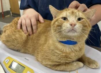 Domestic Short Hair Cats Available for Adoption - CLARK KENT | PetCurious