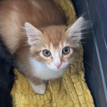 Freedom -  Domestic Short Hair Cat Available for Adoption in Temecula, California - Freedom | PetCurious