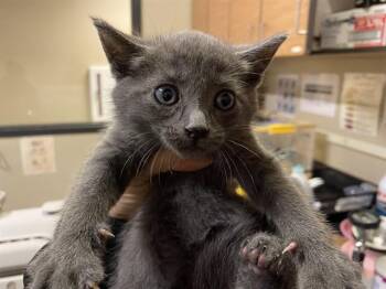 A609546 -  Domestic Short Hair Cat Available for Adoption in Modesto, California - A609546 | PetCurious