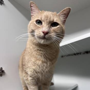 Domestic Short Hair Cats Available for Adoption in Waynesville, North Carolina - Bumblebee | PetCurious