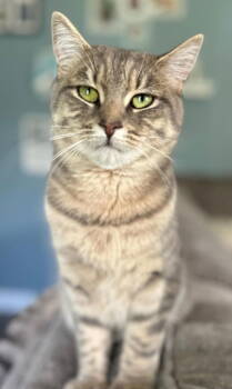 Rescue Domestic Short Hair Cats for Adoption in Trenton, New Jersey - Ray Of Sunshine | PetCurious