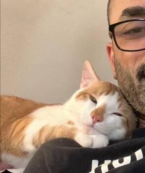 Sukar & MeshMesh -  Domestic Short Hair Cat for Adoption in Bayonne, New Jersey - Sukar & MeshMesh | PetCurious