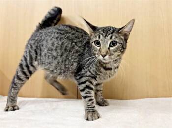 Domestic Short Hair Cats Available for Adoption in Brentwood, Missouri - NINA | PetCurious