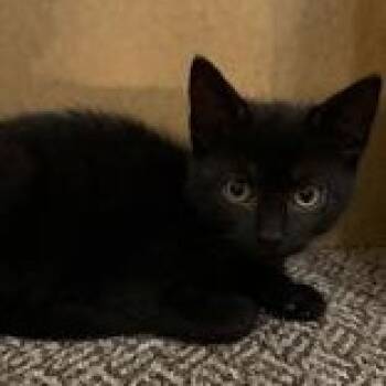 Fred -  Domestic Short Hair Cat for Adoption in Pickering, Ontario - Fred | PetCurious