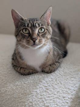 Binoculars -  Domestic Short Hair Cat Available for Adoption in Alexandria, Virginia - Binoculars | PetCurious