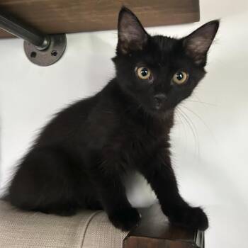 Sid -  Domestic Short Hair Cat for Adoption in San Antonio, Texas - Sid | PetCurious