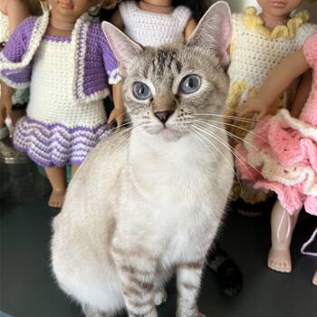 Kiki  -  Domestic Short Hair and Siamese Cat Available for Adoption in San Jose, California - Kiki  | PetCurious