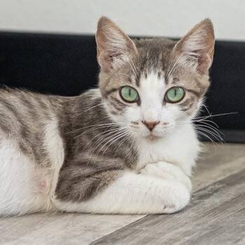 Winter -  American Shorthair and Tabby Cat for Adoption in Lampasas, Texas - Winter | PetCurious