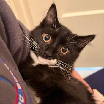 Umbreon -  Domestic Long Hair Cat for Adoption in Ferndale, Michigan - Umbreon | PetCurious