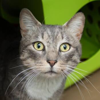 Domestic Short Hair Cats Available for Adoption in Middletown, Rhode Island - Farmer Joe | PetCurious