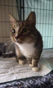 Rescue Domestic Short Hair Cats for Adoption in Clymer, Pennsylvania - Roscoe | PetCurious