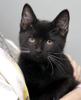 Donnie (AO36903) -  Domestic Medium Hair Cat for Adoption in Kansas City, Kansas - Donnie (AO36903) | PetCurious