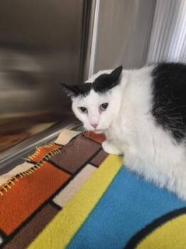 Panda -  Domestic Short Hair Cat for Adoption in Simcoe, Ontario - Panda | PetCurious
