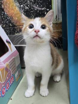 Bubbles -  Domestic Short Hair Cat for Adoption in Savannah, Georgia - Bubbles | PetCurious